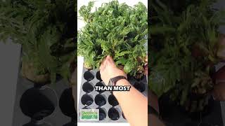 Hygrophila Pinnatifida EPIC Aquarium Plant for Sale fishtank aquarium aquariumplants [upl. by Allehc]