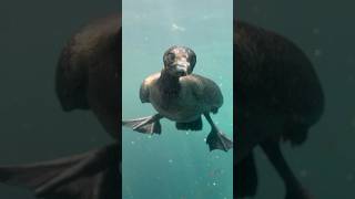 Curious Cormorant swims up to me for a closer look shorts [upl. by Eade292]