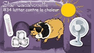 StarCacahouette 34 lutter contre la chaleur  rafraichir un cochon dInde [upl. by Allbee]