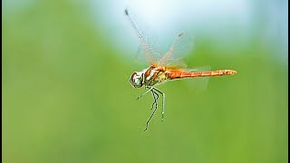 Slow Motion Dragonfly Libélula em câmera lenta Portugal [upl. by Laeynad102]