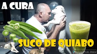 Suco de quiabo pode salvar o seu cachorro  SAIBA COMO FAZER E DAR AO DOG [upl. by Lach]