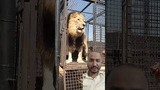 Lion unloading video😮📸green screen video withLionWhispererTV shorts lion unboxing viralvideo [upl. by Wattenberg]