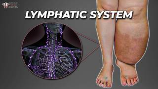 The Secret Plumbing That Keeps You Alive Lymphatic System [upl. by Wolfie]