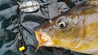 How to catch carp in summer Carp fishing bait carp rigs tips and techniques [upl. by Ahsatin363]