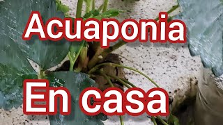 ✅ Como hacer un bio filtro para acuaponia e hidroponia [upl. by Odilo334]