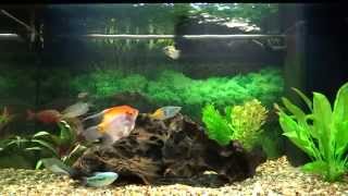 Juwel Rio 125 Tropical Aquarium [upl. by Essile]