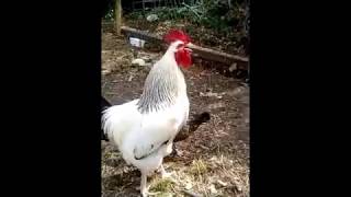 Le chant du coq Sussex [upl. by Esilrahc]