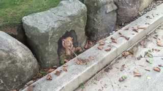 walkaround of quotFall Cleaningquot temporary chalk art by David Zinn [upl. by Eustatius]