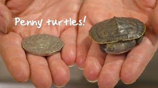 The truth about Penny Turtles [upl. by Heiney83]