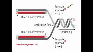 Types of DNA Replication [upl. by Anoval367]