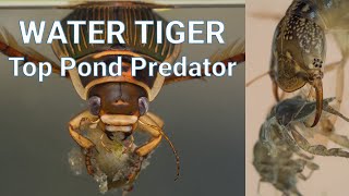 The Great Diving Beetle  Water Tiger  Pond Life Fact file [upl. by Nnyledam]