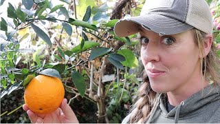 I Learned How to Grow ORANGES in the SNOW from a 89Year Old Man [upl. by Anirtal286]