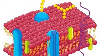 bicapa lipidica y función de la membrana  Explicado en 1 min [upl. by Eittel]