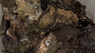 Nanguha ng Talabaoyster at capiz shell [upl. by Artus95]