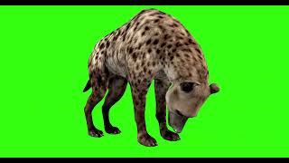 HYENA 12  GREEN SCREEN  ANIMATION  FREE 3D [upl. by Yelir628]