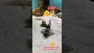 pleco L397 y loricaria simillima music trending shortvideos shorts animals fish fishing tv [upl. by Narod65]