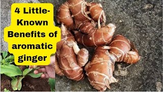 4 Benefits of Galangal for Body Health a legacy from our ancestors [upl. by Ynolem994]