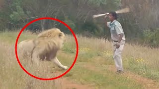 30 Scariest Lion Encounters of the Year [upl. by Aehsrop]