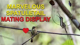 Rare Male HUMMINGBIRD MATING DANCE to Female [upl. by Allehs631]