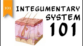 Integumentary System 101  Layers of the Skin  FreeSchool 101 [upl. by Kelsy]