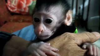 Relaxing and feeding milk to a baby monkey  Lovely Animal [upl. by Gideon584]