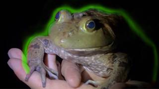 HUGE TEXAN BULLFROG CAUGHT BY HAND  Catching Animals Around a Pond At NIGHT [upl. by Nabal]