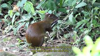 Agouti Facts  Costa Rica Wildlife  Wild Agouti feeding with natural sounds wildlife nature [upl. by Yxel]