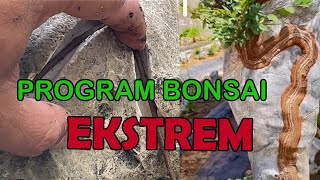 PROGRAM BONSAI ON THE ROCK EKSTREM [upl. by Nallak]