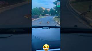 Why Do Ducks Do This youtubeshorts fypシ゚viral shorts duck viral nature work chef ig [upl. by Ocsicnarf]