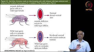 Genetics of axis formation in Drosophila Part 2 of 4 [upl. by Aicatsan]