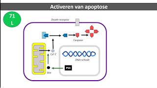 Apoptose Binas 71L p53 bax oncogenen tumorsuppressorgenen [upl. by Longawa]