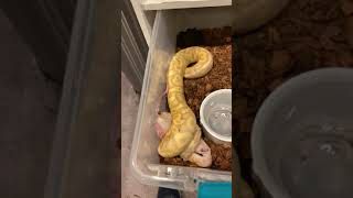 Ball python live feeding [upl. by Howund478]