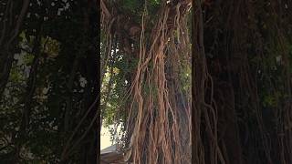 Old Banyan Tree Religate khulna banyantree naturelovers shortvideo [upl. by Cinemod]