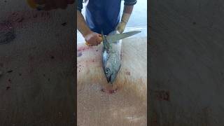 How to Fillet very fast tuna for sashimi [upl. by Erodoeht276]