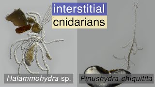 Intertitial cnidarians Halammohydra sp and Pinushydra chiquitita [upl. by Jacynth729]