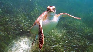 Delightful Snorkeling at Akumal Bay Beach amp Wellness Resort Mexico June 2024 [upl. by Anela]