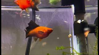 Red Wag Cauliflower Swordtails [upl. by Ivetts]