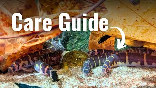 Kuhli loach care guide Everything you need to know [upl. by Mairhpe382]