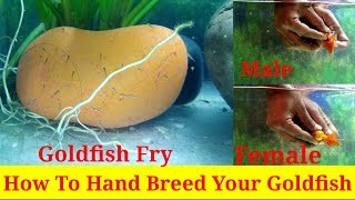 How to Hand Breed Your Goldfish [upl. by Hayilaa]