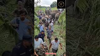 कैलालिमा मान्छे खाने बाघ नियन्त्रणमा। Kailali । Tiger । बाघ ।नेपाल डायरी ।Nepal Diary। [upl. by Saval229]