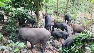 Wild Boars With Their Relatives Are Foraging In The Wildwildboar boars viral trending funny [upl. by Engenia]