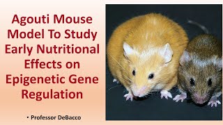 Agouti Mouse Model To Study Early Nutritional Effects on Epigenetic Gene Regulation [upl. by Tarsus397]