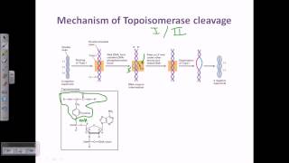 Topo cloning [upl. by Acessej]