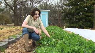 Removing Cover Crops [upl. by Riehl]