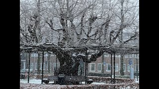 Sneeuw in Oisterwijk [upl. by Letsyrc954]