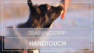 Hundetrick Hund lernt Handtouch  Hund Handtarget beibringen  Nasentarget üben [upl. by Einnaffit]