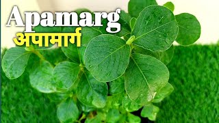 How to care and Benefits of Apamarg Medicnal Plant  Apamarg ke fayede अपामार्ग औषधीय प्लांट [upl. by Frank]