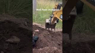 Australorp Chickens eating permaculture chicken chickenfeed sustainable [upl. by Aneehsit]