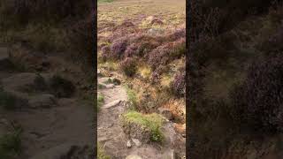 Curbar Edge Footpath Challenge full video  httpsyoutubewqSMaM471YsiEanoVUSyU5EM9i6L [upl. by Xaviera]