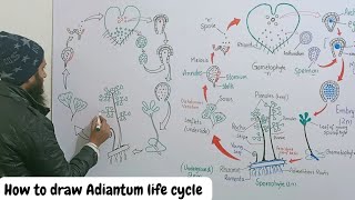 how to draw life cycle of adiantum [upl. by Hunger]